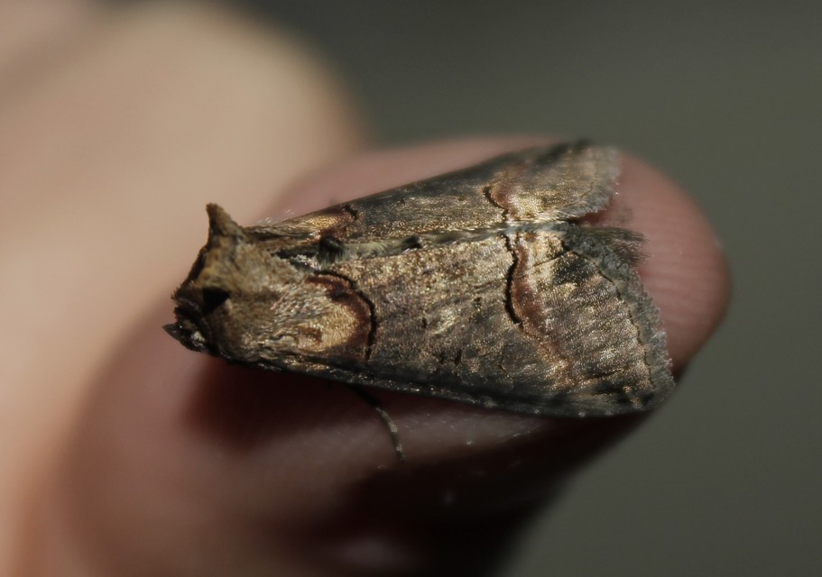 Abrostola triplasia - közönséges csalánbagoly