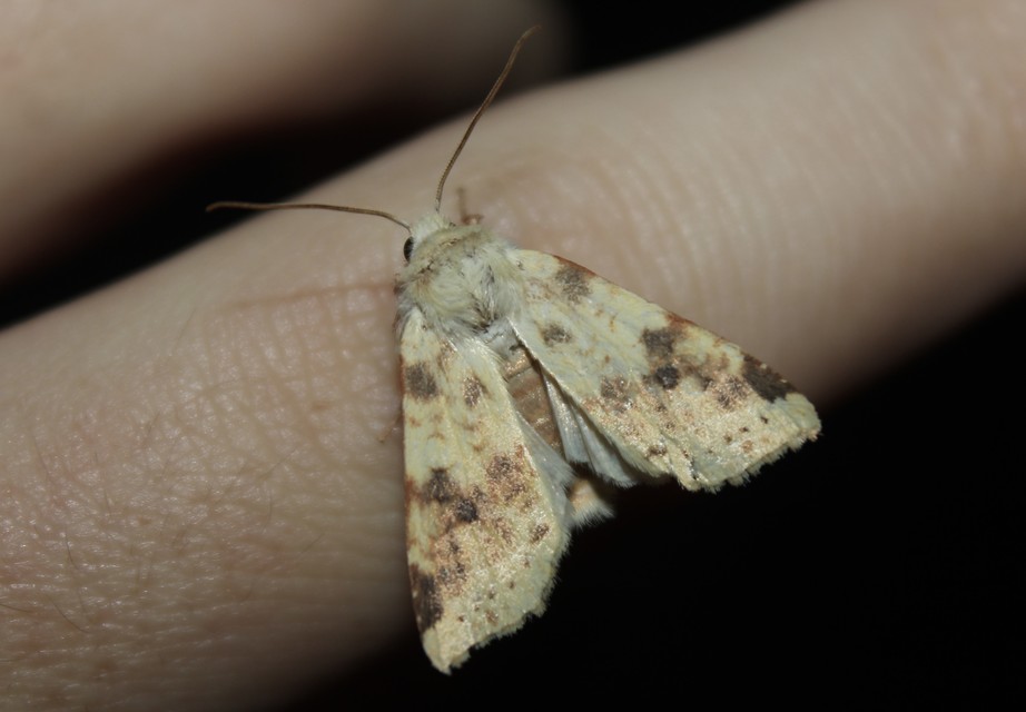 Cirrhia icteritia - nyárfa-sárgabagoly