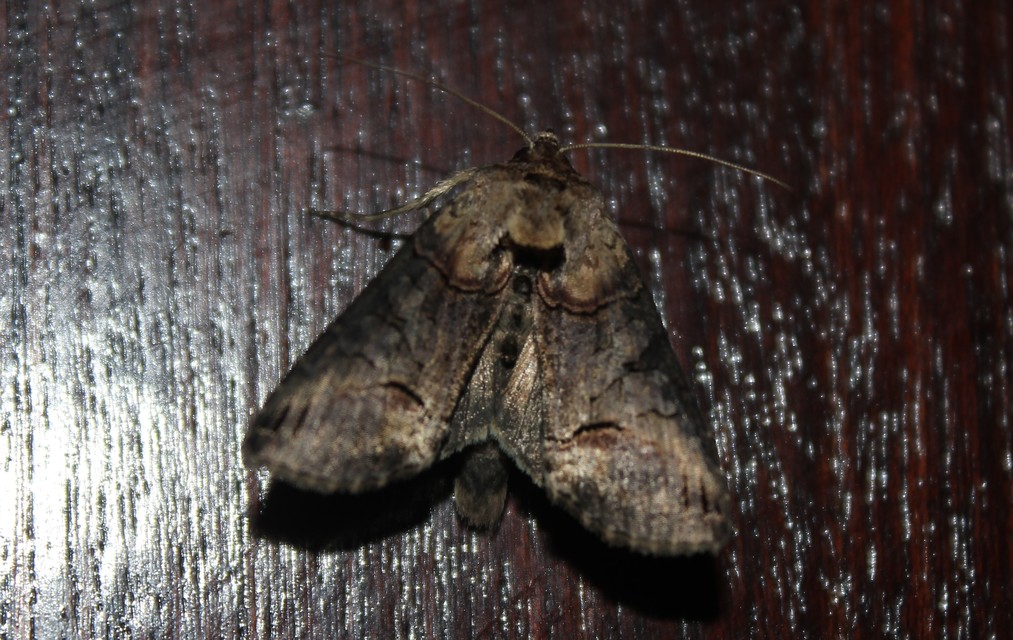 Abrostola triplasia - közönséges csalánbagoly