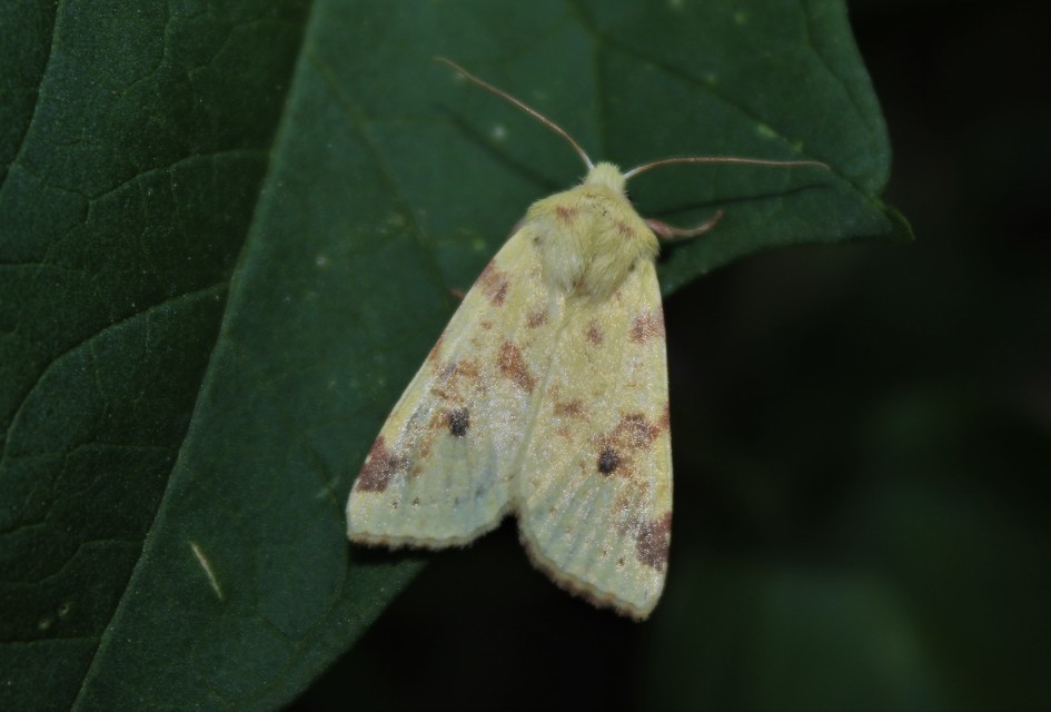Cirrhia icteritia - nyárfa-sárgabagoly