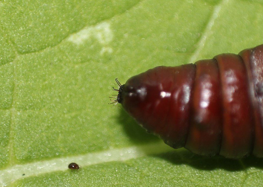 Acronicta aceris - vadgesztenye-szigonyosbagoly