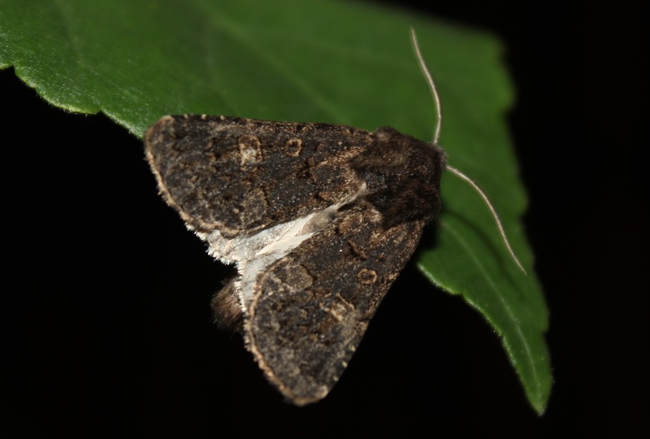 Tholera cespitis - sötét fésűsbagoly