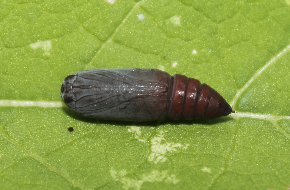 Dysgonia algira - déli porcelánbagoly