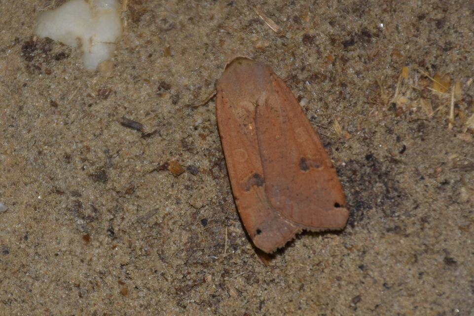 Noctua pronuba - nagy sárgafűbagoly