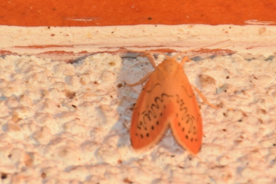 Miltochrista miniata - piros medvelepke