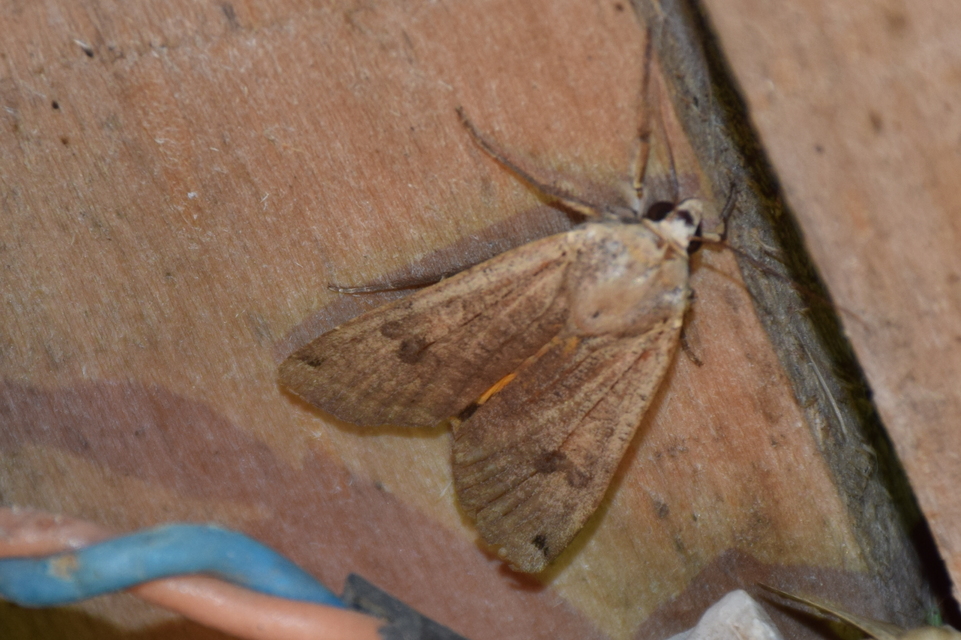 Noctua pronuba - nagy sárgafűbagoly