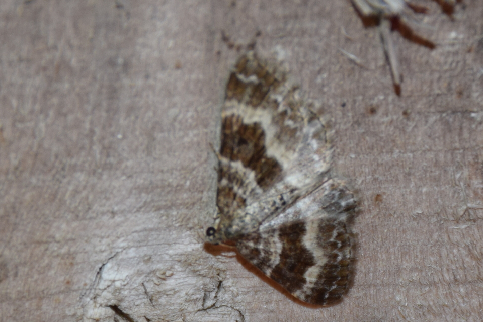 Epirrhoe alternata - galaj-tarkaaraszoló