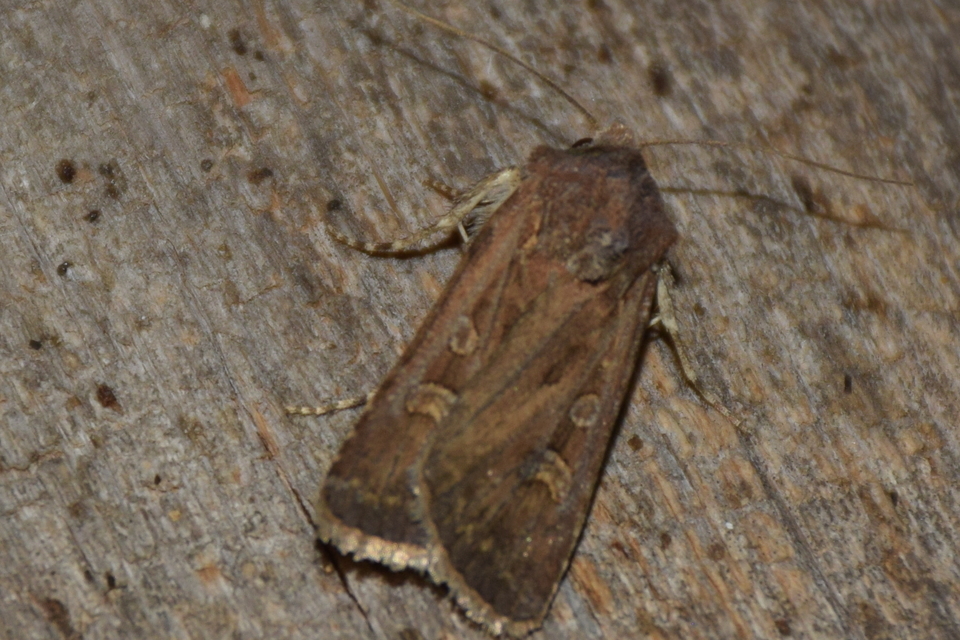 Euxoa