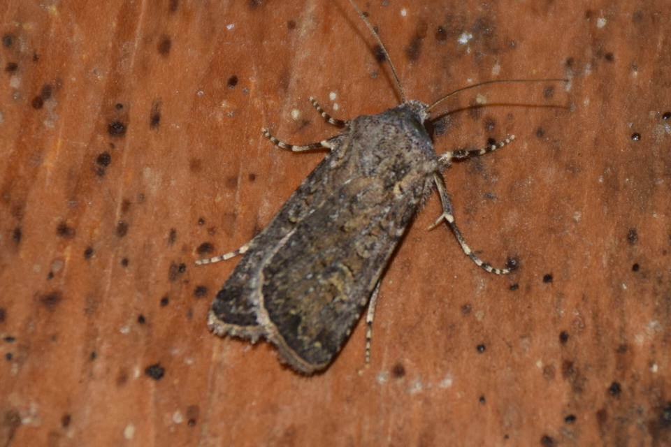 Euxoa