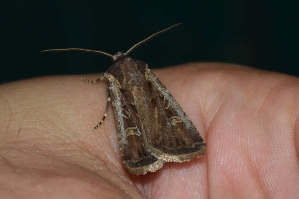 Euxoa