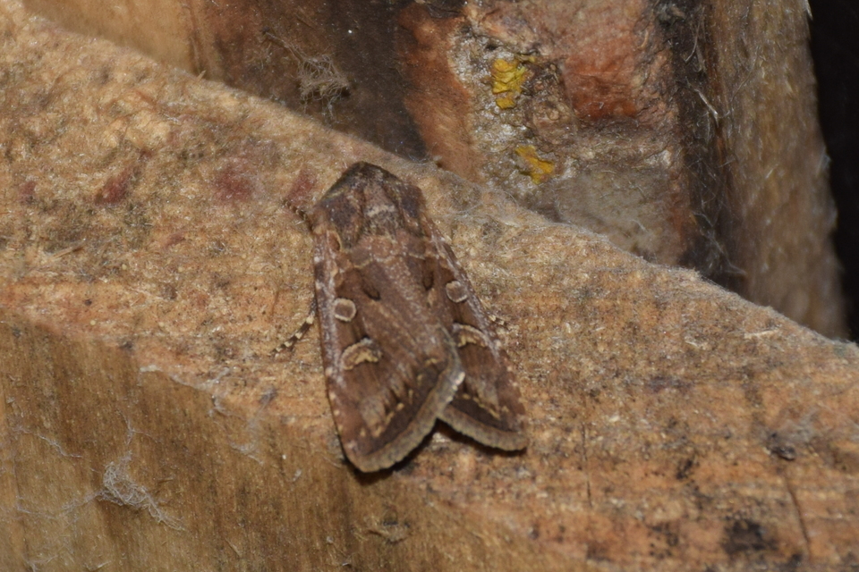 Euxoa