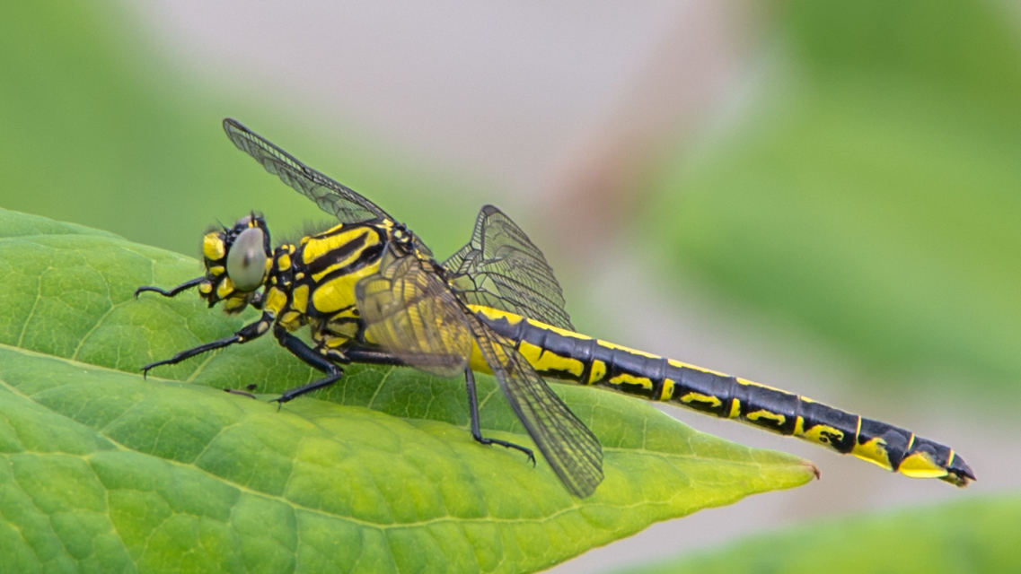 Gomphus vulgatissimus - feketelábú folyami-szitakötő