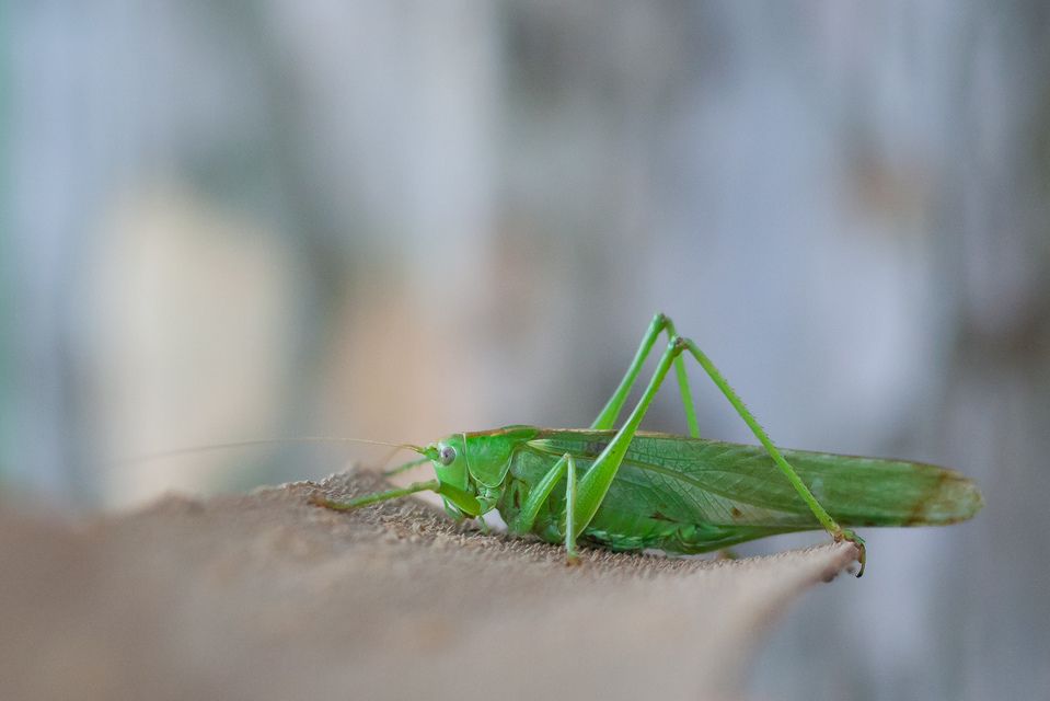 Tettigonia viridissima - zöld lombszöcske