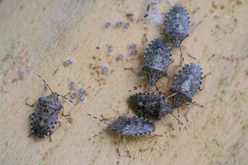 Rhaphigaster nebulosa - bencepoloska