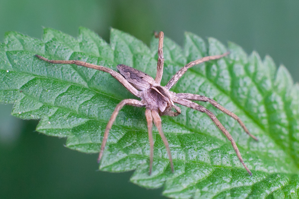 Pisaura mirabilis - csodáspók