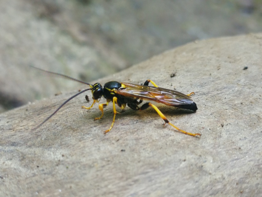Ichneumonidae - valódi fürkészdarazsak