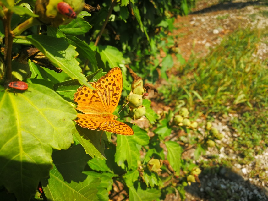 Argynnis paphia - nagy gyöngyházlepke