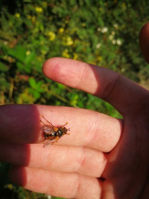 Tachina fera - közönséges fürkészlégy