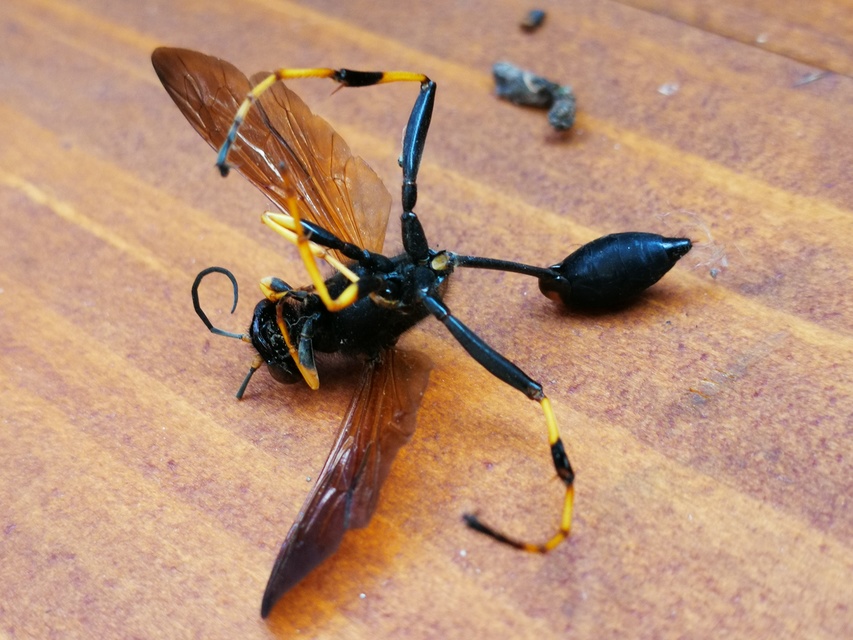 Sceliphron caementarium - feketenyelű lopódarázs
