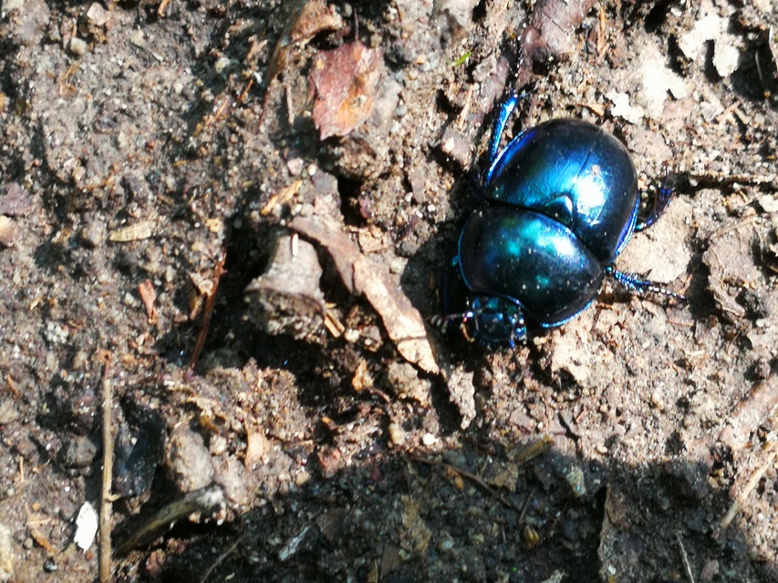 Trypocopris vernalis - tavaszi álganéjtúró