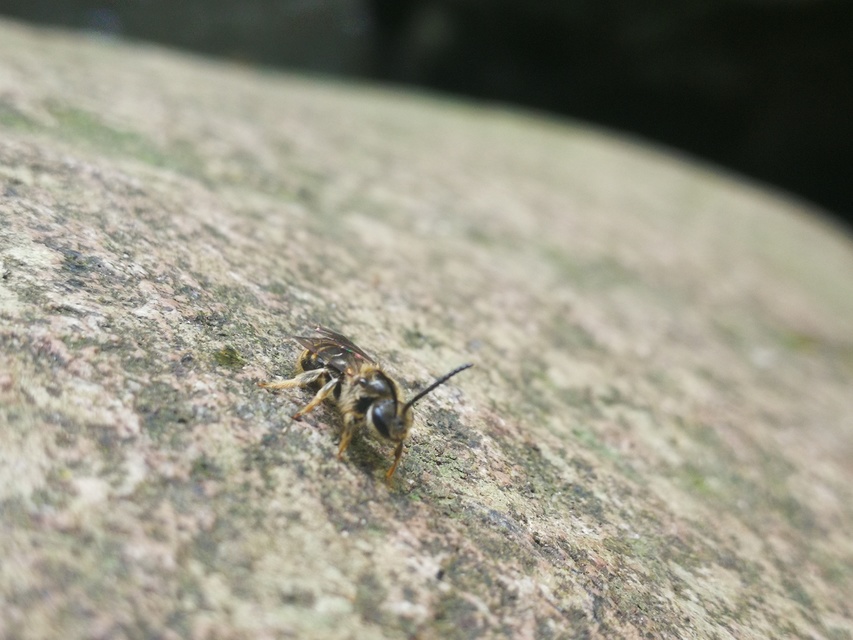 Apidae - méhfélék