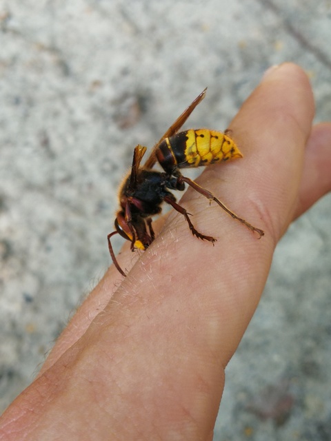 Vespa crabro - lódarázs