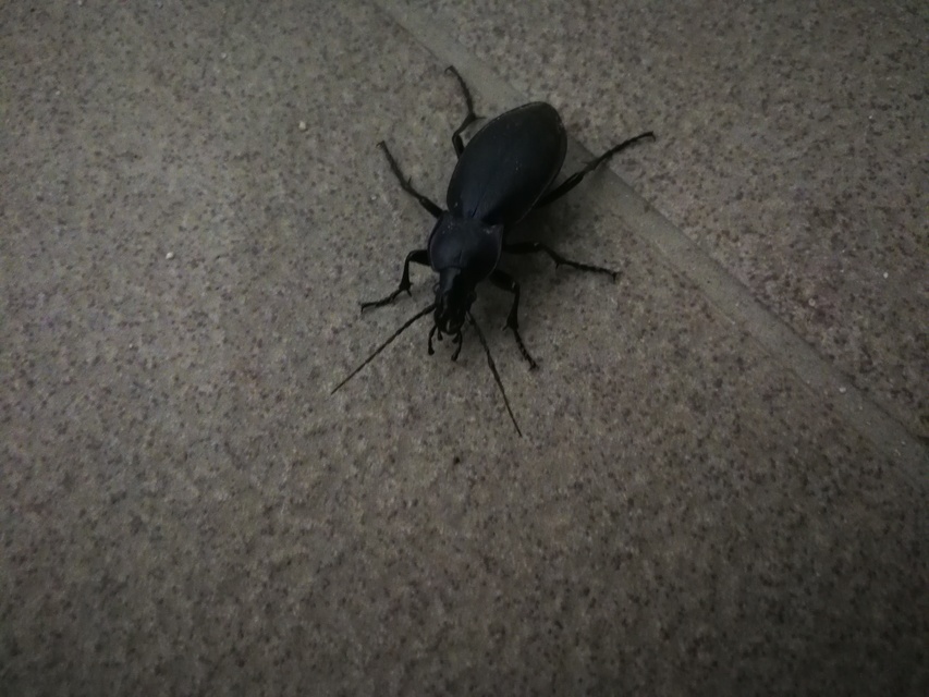 Carabus violaceus - kékfutrinka Carabus violaceus - kékfutrinka