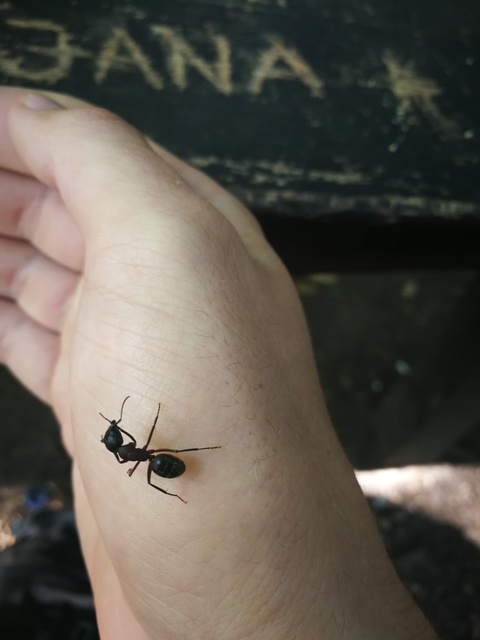 Camponotus
