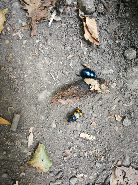 Nicrophorus interruptus - sárgaszőrű temetőbogár