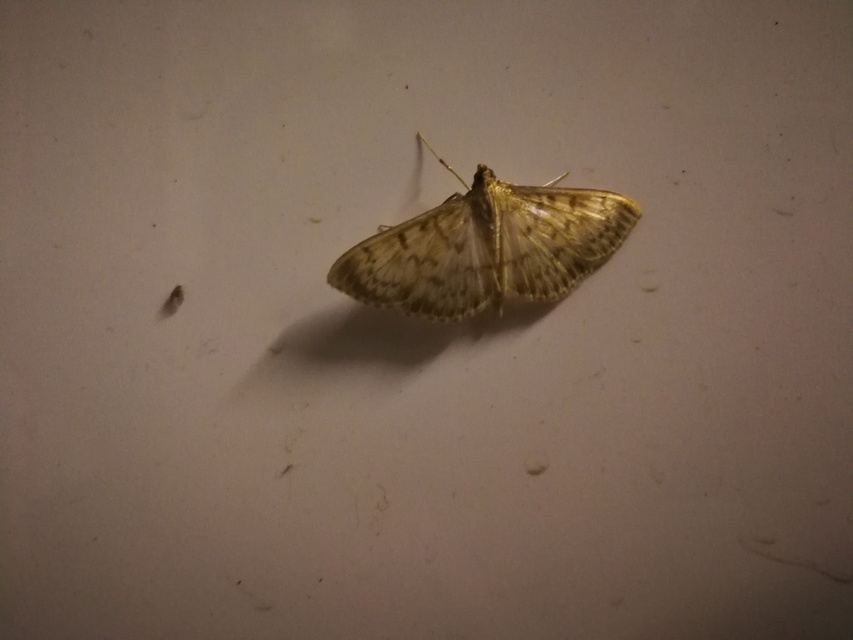 Patania ruralis - csalánevő tűzmoly