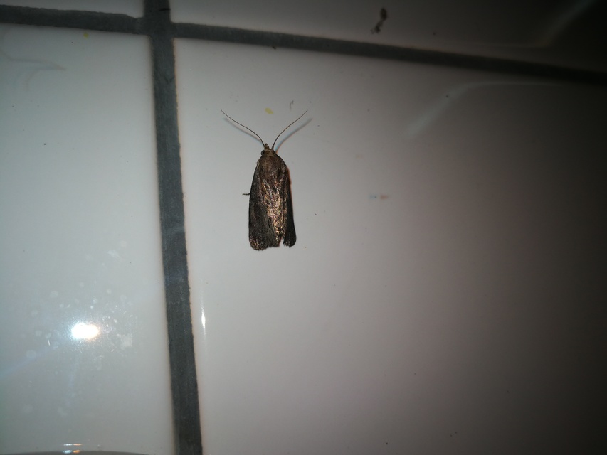 Galleria mellonella - nagy viaszmoly