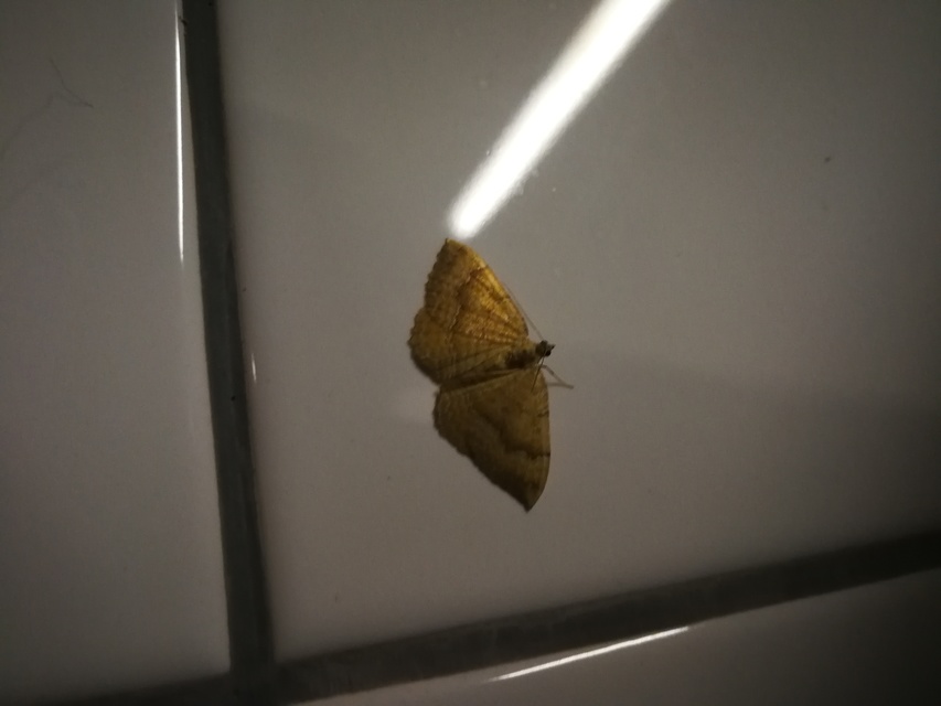 Camptogramma bilineata - kétvonalas sávosaraszoló