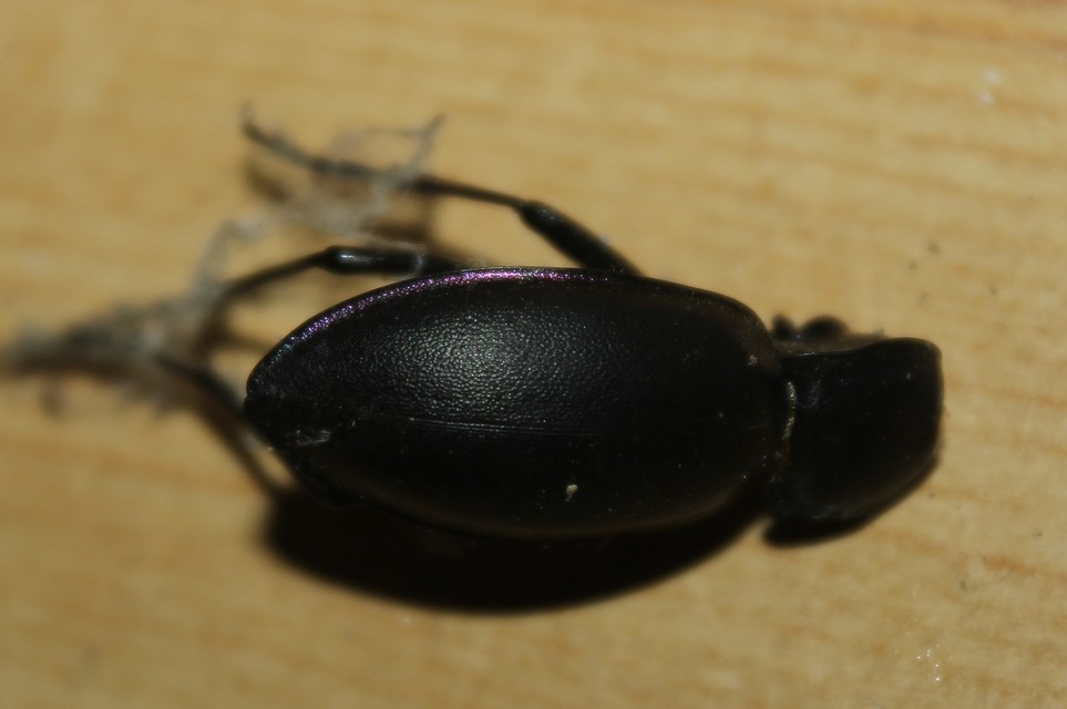 Carabus violaceus - kékfutrinka Carabus violaceus - kékfutrinka