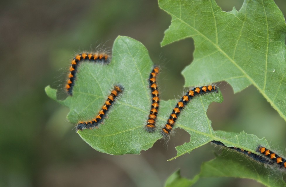 Lasiocampa quercus - tölgyfaszövő