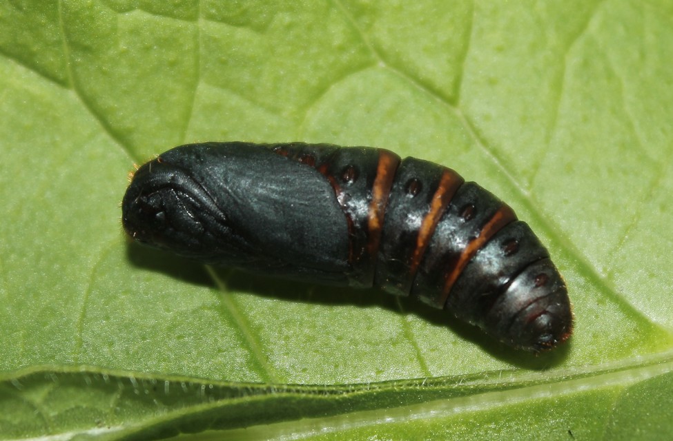 Gastropacha quercifolia - tölgylevélpohók