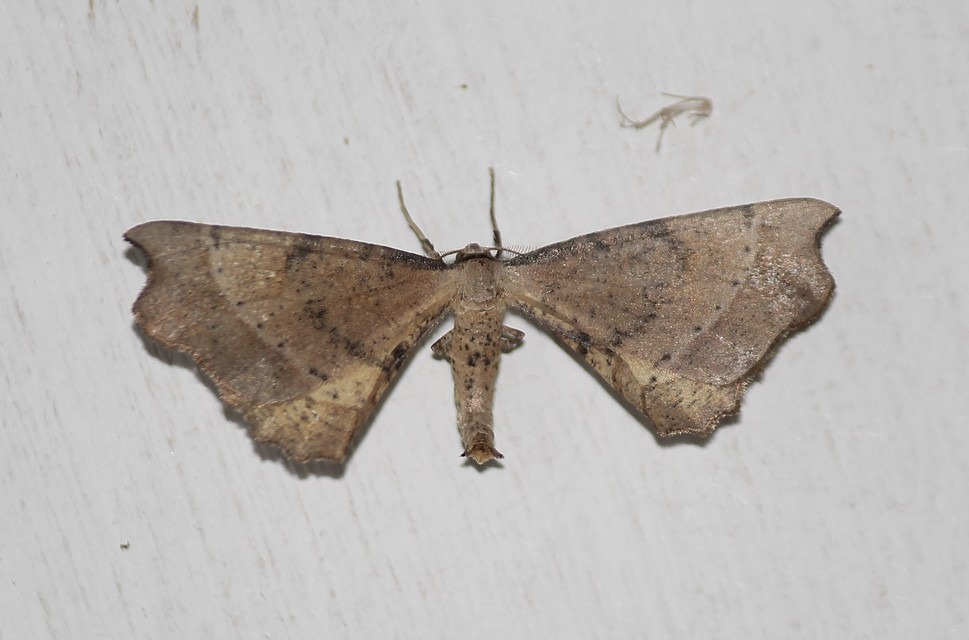 Artiora evonymaria - kecskerágó-araszoló
