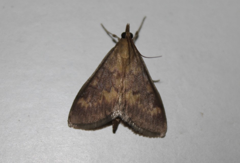 Ostrinia nubilalis - kukoricamoly