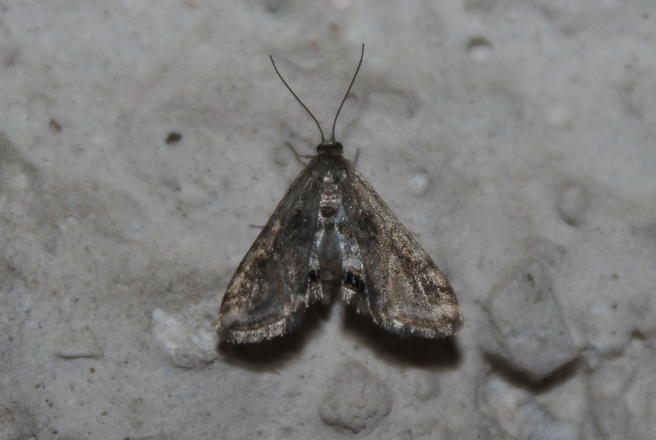 Cataclysta lemnata - békalencsemoly