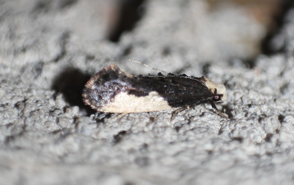 Monopis monachella - apácamoly