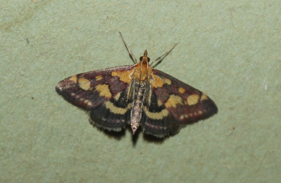 Pyrausta purpuralis - közönséges bíbormoly