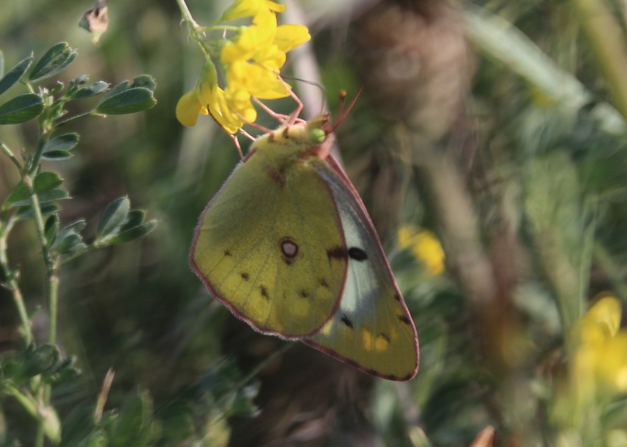 Colias hyale - kéneslepke