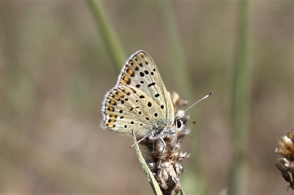 Lycaena tityrus - barna tűzlepke