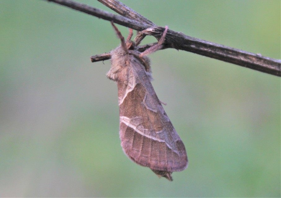 Triodia sylvina - kis gyökérrágólepke