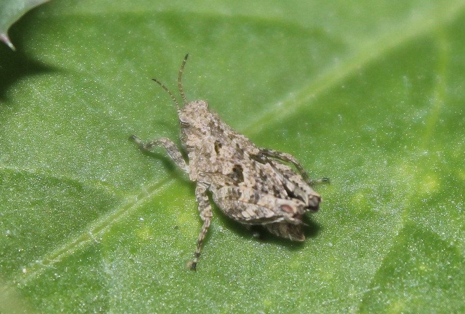 Tetrix bipunctata - kétpettyes tövishátúsáska