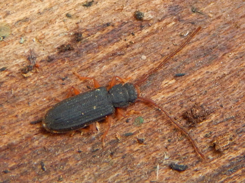 Uleiota planatus - hosszúcsápú fogasnyakú-lapbogár