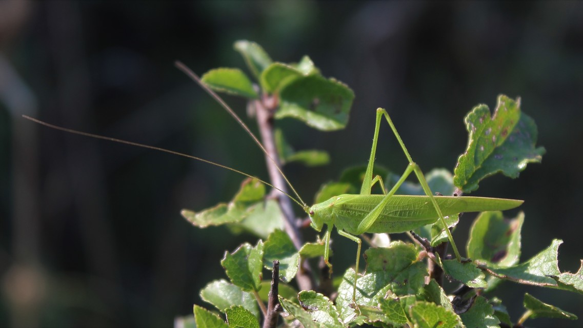 Phaneroptera falcata - zöld repülőszöcske