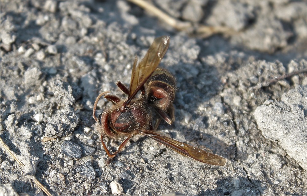 Vespa crabro - lódarázs
