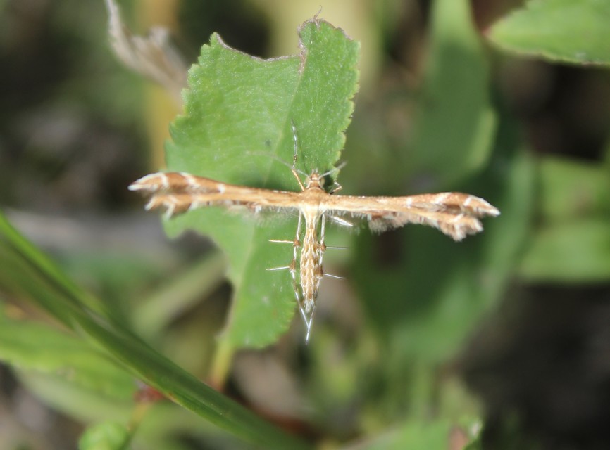Pterophoridae - tollasmolyfélék