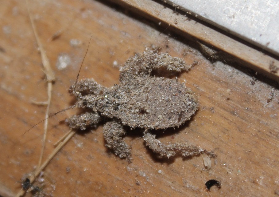 Reduvius personatus - szemetes zugpoloska