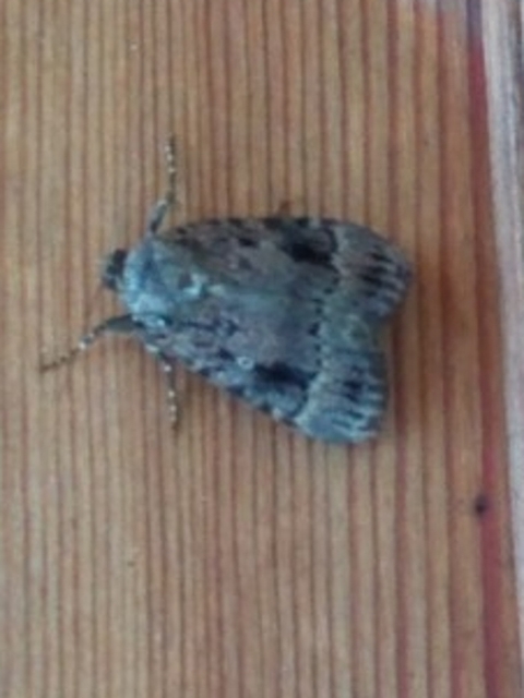 Amphipyra berbera/pyramidea